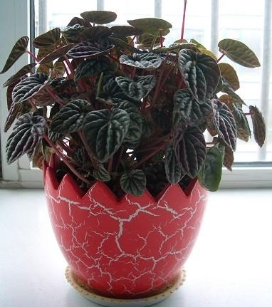 如何保持皱叶椒草的优姜叶色