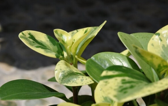 乳纹椒草的养殖办法 乳纹椒草的养殖办法:喜温暖、湿润的环境