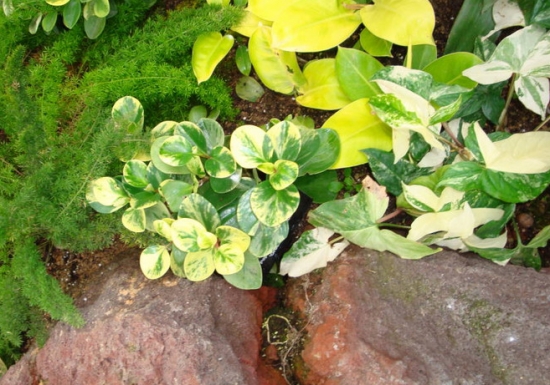 乳纹椒草的养殖办法 乳纹椒草的养殖办法:喜温暖、湿润的环境