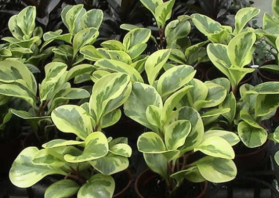 乳纹椒草的养殖办法 乳纹椒草的养殖办法:喜温暖、湿润的环境