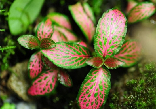 培养乳纹椒草与红网纹草有哪些要点