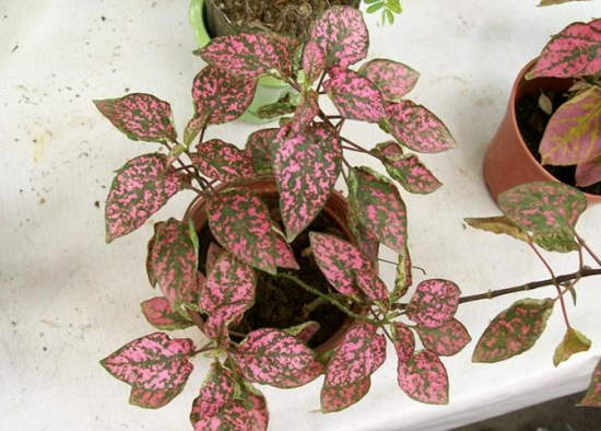 斑斓的红点草 红点草的养殖办法:可用播种和扦插两种办法来繁殖