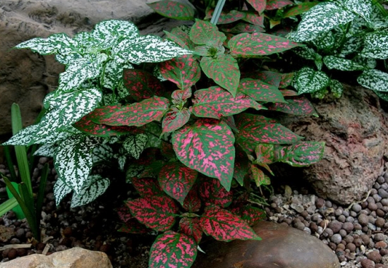 红点草夹缝求生 红点草的养殖办法:可用播种和扦插两种办法来繁殖