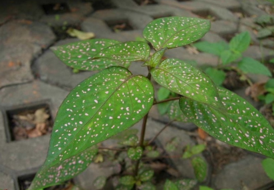 红点草又名枪刀药 红点草的养殖办法:可用播种和扦插两种办法来繁殖