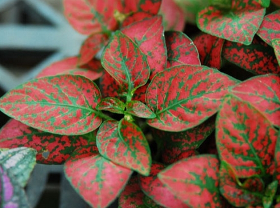 养护红点草有哪些要领