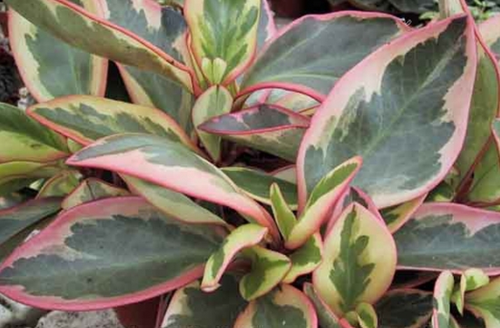 三色椒草 三色椒草养护有哪些要点