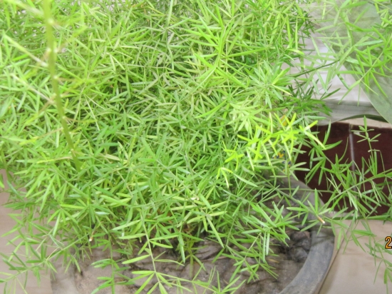 细小的天门冬草 天门冬草应如何繁殖