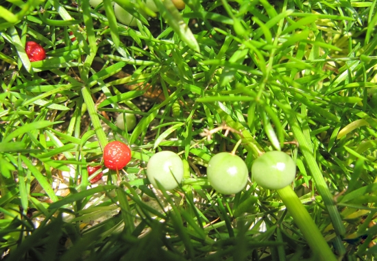 天门冬 结果了 如何养护好天门冬