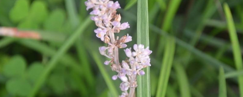 沿阶草叶子黄了如何办