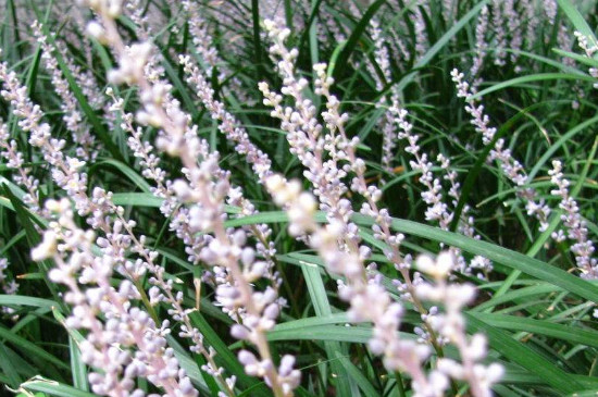 沿阶草叶子黄了如何办