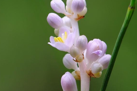 沿阶草叶子黄了如何办