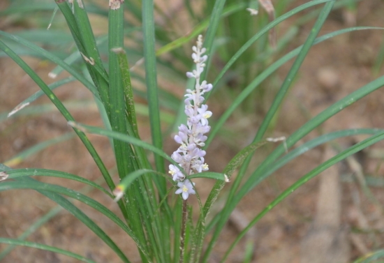 如何养护沿阶草