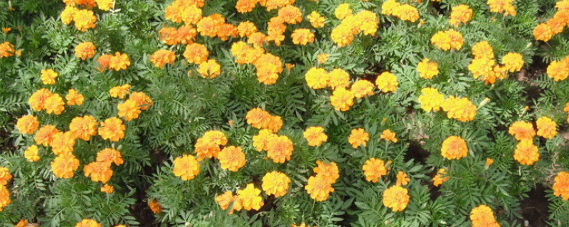 孔雀草的种植办法留意事项