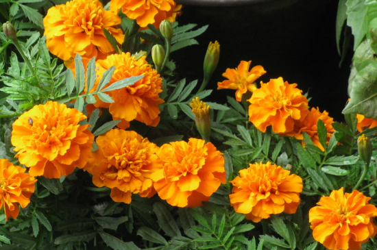 孔雀草的种植办法留意事项