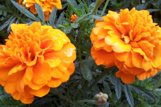 孔雀草的种植办法留意事项