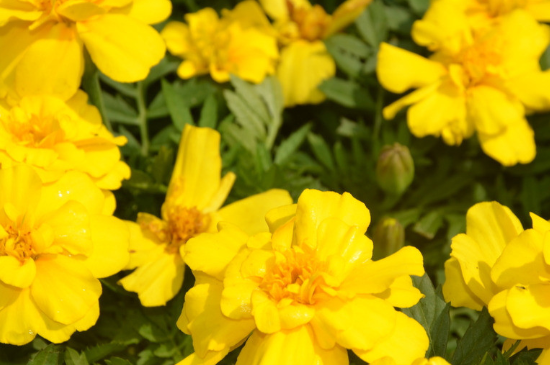 孔雀草的种植办法留意事项