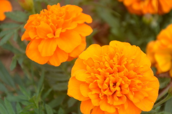 孔雀草种植时间和办法