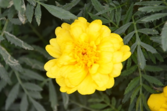 孔雀草种植时间和办法