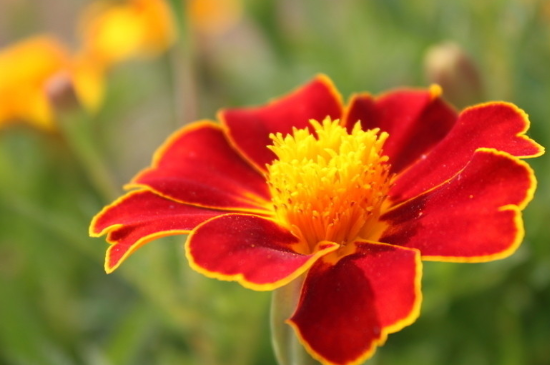 孔雀草种植时间和办法