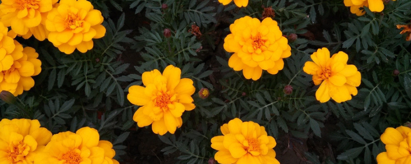 孔雀草叶子卷了如何办