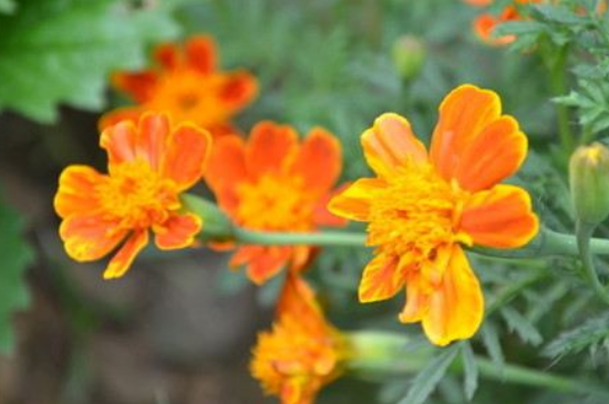 孔雀草叶子卷了如何办