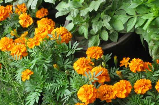 孔雀草叶子卷了如何办