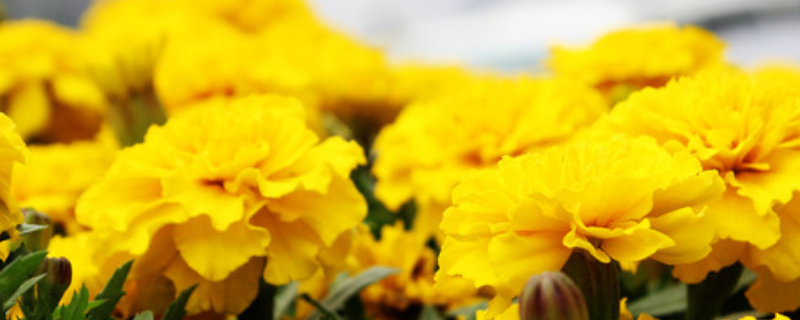 孔雀草叶子发红如何治疗