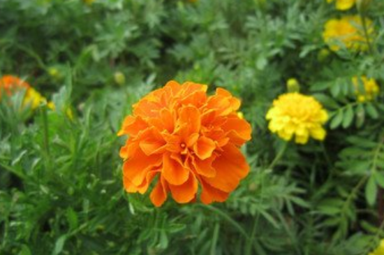 孔雀草叶子发红如何治疗