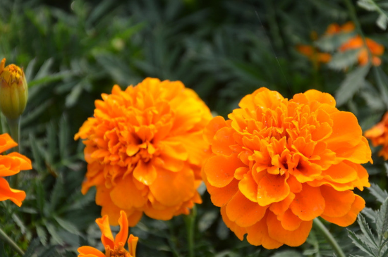 孔雀草叶子发红如何治疗