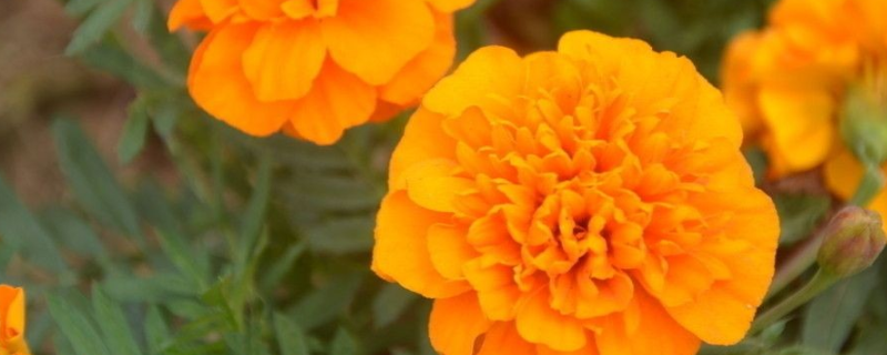 孔雀草如何扦插