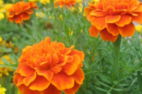 孔雀草如何扦插