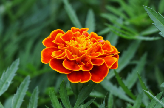 孔雀草如何扦插