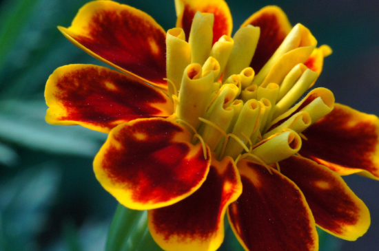 孔雀草如何扦插