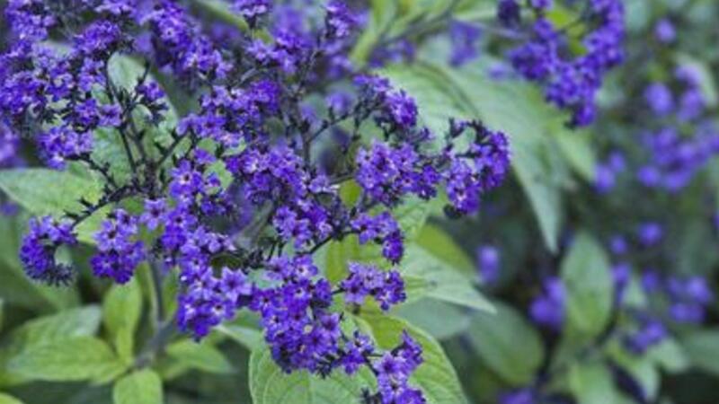 香水草的养殖办法和留意事项