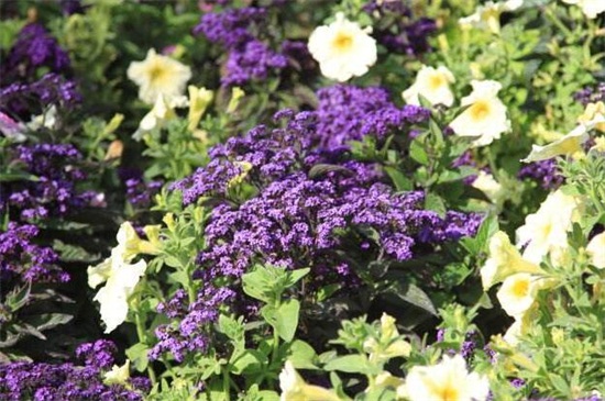 香水草的养殖办法和留意事项