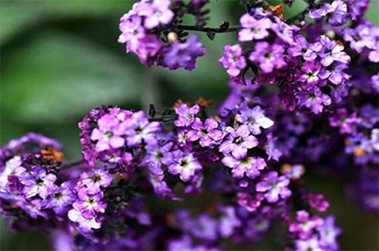 香水草的养殖办法和留意事项