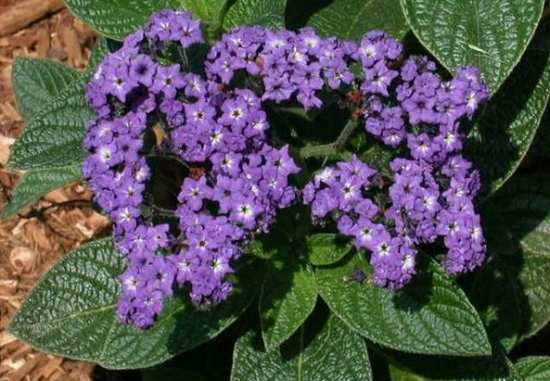 香水草 香水草有哪些特性与如何繁殖