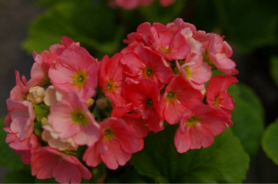 四季樱草的病虫害及其预防和治疗，灰霉病需速克霉喷洒通风养护