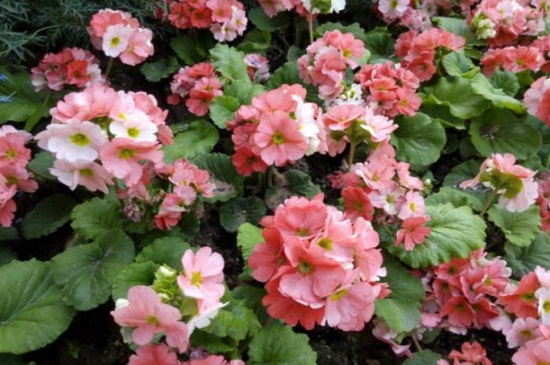 四季樱草的病虫害及其预防和治疗，灰霉病需速克霉喷洒通风养护