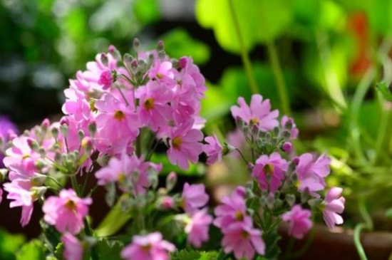 四季樱草的播种办法,种子泡水催发土壤合理配置