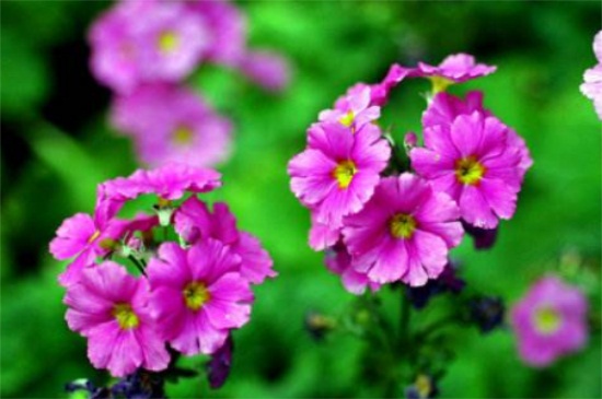 四季樱草的播种办法,种子泡水催发土壤合理配置