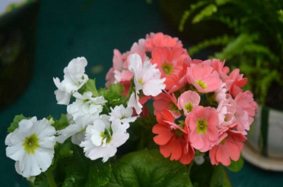 四季樱草的播种办法,种子泡水催发土壤合理配置