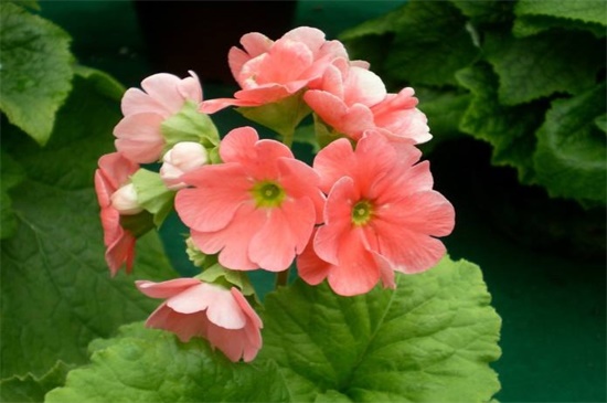 四季樱草的繁殖办法，可播种分株繁殖