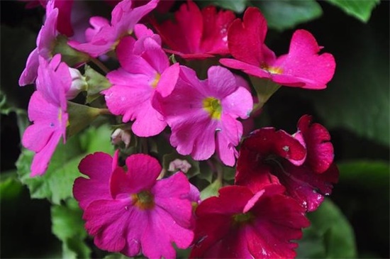 四季樱草的繁殖办法，可播种分株繁殖