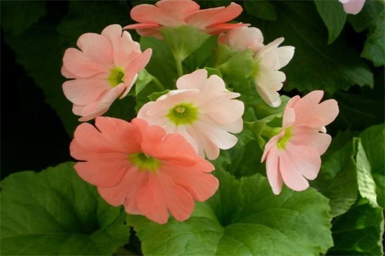 四季樱草的繁殖办法，可播种分株繁殖