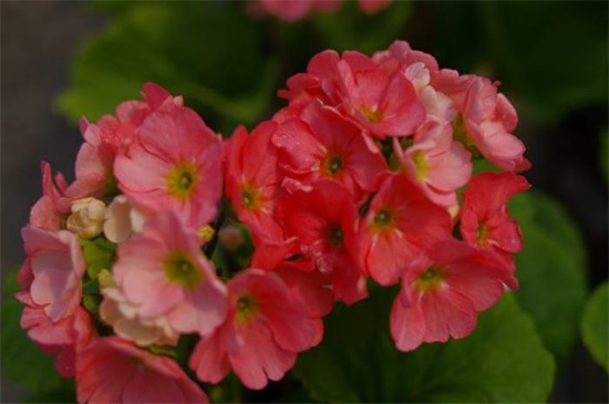 四季樱草的繁殖办法，可播种分株繁殖