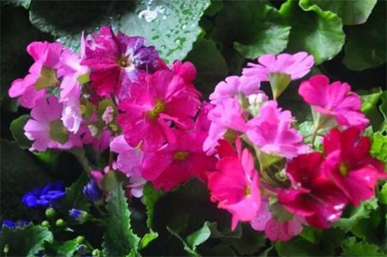 四季樱草种子如何种，选种配土春季播种养护