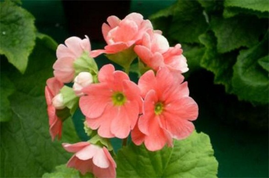 四季樱草种子如何种，选种配土春季播种养护