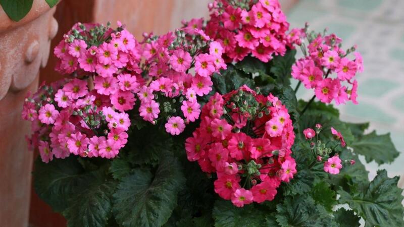 四季樱草的养植办法和留意事项