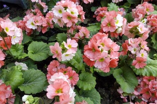 四季樱草的养植办法和留意事项